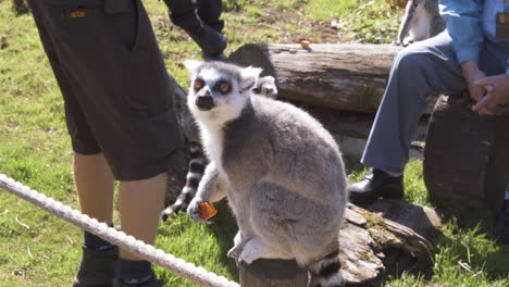 Ring-tailed-Lemur-eating-fruit-whilst-tourists-admire-at-a-close-distance-at-Safari-walk-through-experience
