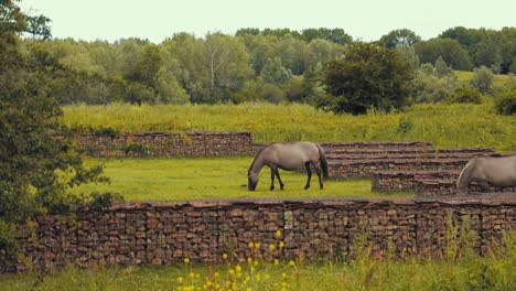 Braunes-Pferd,-Das-Gras-In-Der-Natur-Frisst