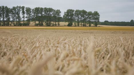 Gold-wheat-or-rye-ready-for-harvest,-swaying-in-the-wind,-agricultury-field,-beauty-of-countryside,-steady-shot