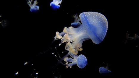 a-blue-white-spotted-rhizostoma-jellyfish-swimming-in-the-water,-dancing-in-the-water-against-a-black-background