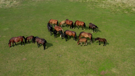 Horses-grazing-on-pasture,-aerial-view-of-green-landscape-with-a-herd-of-brown-horses,-European-horses-on-meadow