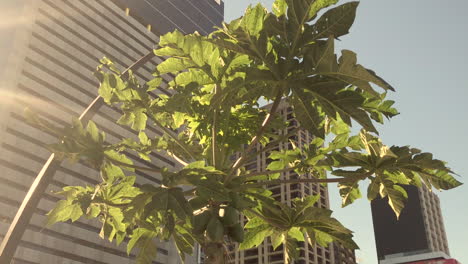 Ein-Einsamer-Papayabaum-Mit-Grünen-Früchten-Wiegt-Sich-Im-Wind,-Mit-Gebäuden-Im-Hintergrund