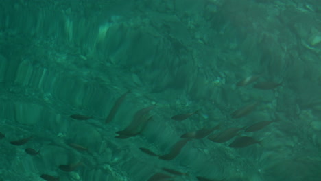 Viele-Fische-Schwimmen-Im-Klaren-Türkisfarbenen-Wasser