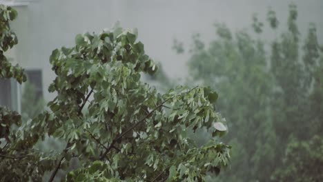 Heavy-rain-over-tall-green-trees