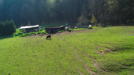Antena-De-Vacas-Pastando-En-Un-Campo-De-Hierba-En-Un-Día-Soleado