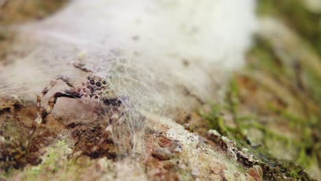 Braune-Salticidae-Springspinne-Wartet-Im-Nest-Auf-Einem-Ast