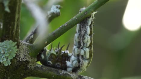Underside-of-orchard-swallowtail-butterfly-caterpillar,-early-stage