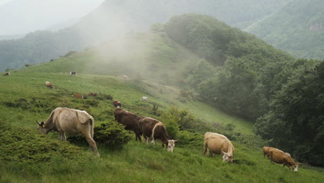 Free-range-cows-eating-grass-in-mountains-near-Troyan,-Bulgaria