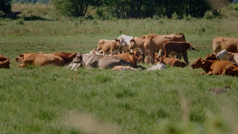 Herd-of-cattle-with-cows,-calves-and-a-bull-relaxing-on-a-meadow-on-a-hot-summerday