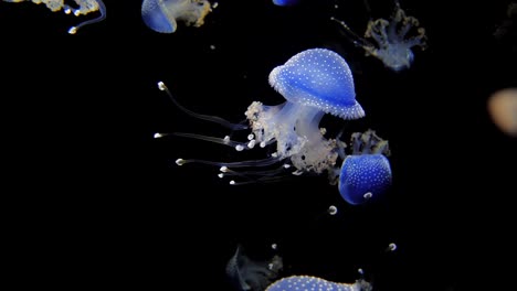 Some-blue,-white-spotted-rhizostoma-jellyfish-dancing-in-the-water-against-a-black-background