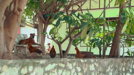 Blick-Auf-Den-Hund,-Der-Auf-Einer-Bank-Vor-Dem-Thailändischen-Tempel-Liegt,-Während-Hühner-Und-Hühner-Durch-Das-Gebiet-Laufen