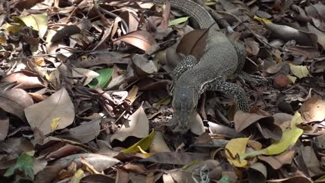 Junger-Landwaran,-Varanus-Bengalensis,-Jagd.-Sri-Lanka