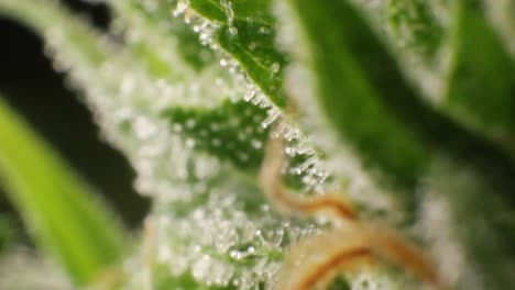 Extreme-closeup-of-weed-bud,-crystals,-stigmas-and-trichomes-in-form-of-crystals-containing-high-amounts-of-THC-and-cannabinoids