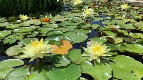 Gelbe-Lotusblume,-Die-Auf-Einem-Grünen-Seerosenhintergrund-In-Den-Historischen-Missionen-Von-San-Juan-Capistrano-Schwebt