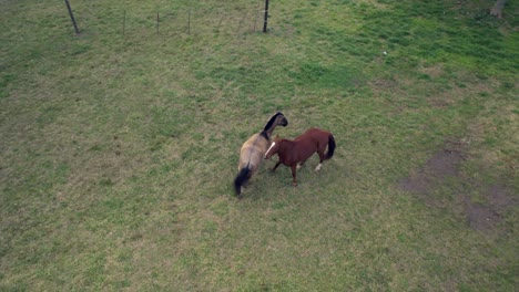 Aerial:-couple-of-horses,-courting,-stallion-and-female,-countryside,-Argentina