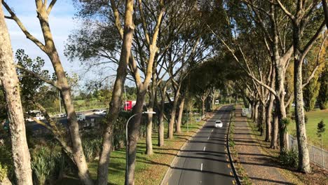 Light-traffic-moving-down-a-tree-lined-avenue-on-a-sunny-morning-in-Auckland-New-Zealand