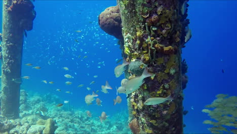 Underwater-pier-piling-with-coral-polyps-on-it-and-flock-of-different-fishes
