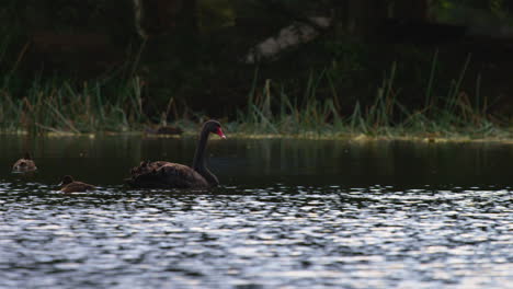 Cisne-Negro-Flotando-En-Un-Lago