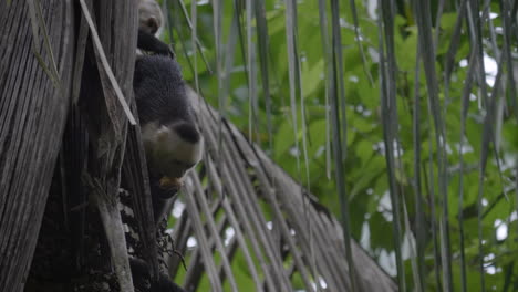 Mono-Capuchino-Colgando-De-Un-árbol-Comiendo-Fruta-En-El-Parque-Nacional-Manuel-Antonio,-Costa-Rica