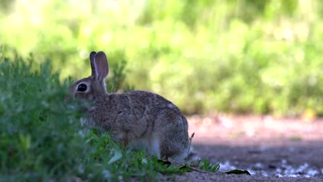 Mountain-Cottontail-jumping-in-slow-motion