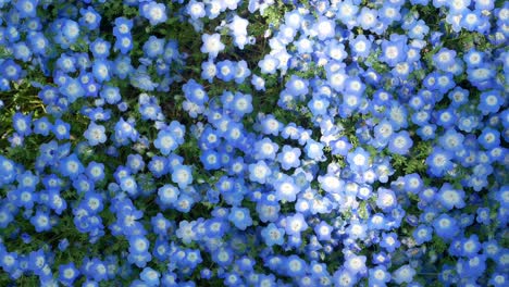Feld-Der-Blauen-Nemophila-Blume-Im-Hibiya-Parkgarten-–-Tokio,-Japan-Im-Sommer,-Frühlingssonnenschein,-Tageszeit-–-4K-UHD-Videofilmmaterial-Kurz