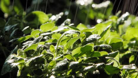 Close-up-of-Rain-Falling-On-Oregano-Plant-In-Garden,-Lit-By-Sun-From-Behind