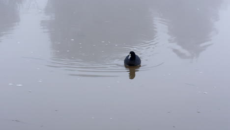 Australian-common-Coot-bird-paddling-in-a-river