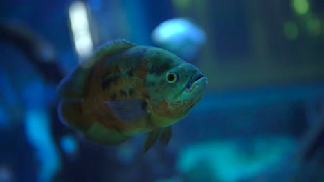 Colorful-Fishes-aquarium-slow-motion
