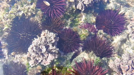 Unterwasser-Korallenriff-Hintergrund,-Marokko