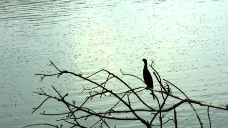Un-Pájaro-Posado-En-Un-árbol-Seco-Frente-Al-Mar