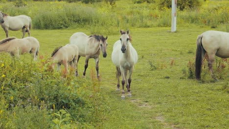 A-horse-is-eating-grass-while-walking-towards-another-horse
