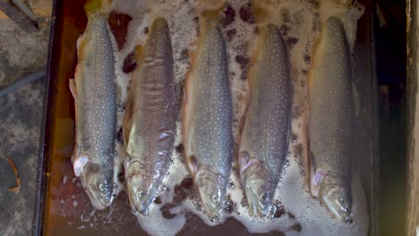 Five-trouts-deep-fired-in-griddle-full-of-oil