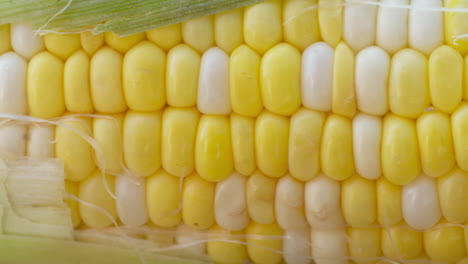 Macro-close-up-of-a-freshly-harvested-corn-on-the-cob