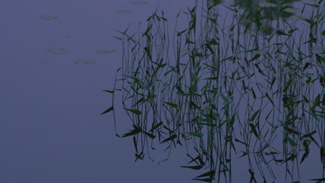 Slow-motion-abstract,-a-calm,-blue,-wetland-lake-at-dusk