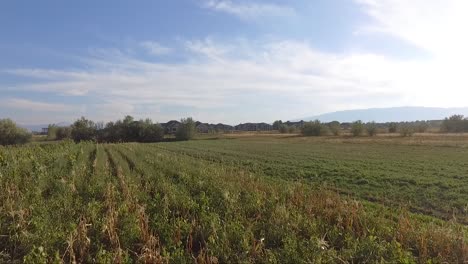 Volando-Sobre-Un-Campo-Agrícola-De-Girasoles-Y-Alfalfa