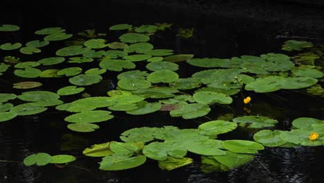 Handheld-Wide-Shot-of-Many-Lily-Pads-Without-Flowers-on-a-Grey-Cloudy-Day-on-The-Viskan-Stream-in-Borås-Sweden