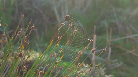 Panning-shot-of-reeds---spiderweb-in-early-morning-light