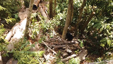 Die-Vom-Aussterben-Bedrohten-Malaiischen-Sonnenbären-Durchstreifen-Den-Regenwaldboden-In-Ihrem-Natürlichen-Lebensraum-Borneo