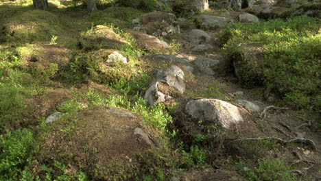 Ancient-mixed-forest.Stone-sowing.-Tilt-up