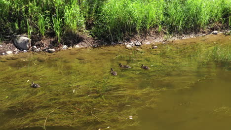 AERIAL:-Still-Shot-of-Ducklings-Searching-for-Food-in-the-Water-Grass-in-the-River