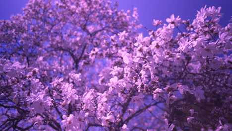 Una-Rama-Floreciente-De-árbol-Púrpura-En-Primavera-Con-Viento-Ligero