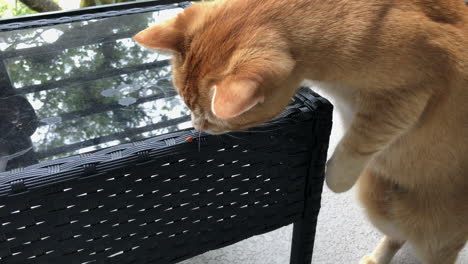 Curious-adult-ginger-tabby-playfully-pawing-at-a-ladybug-on-an-outdoor-coffee-table