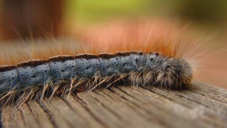 Extreme-macro-close-up-and-extreme-slow-motion-of-a-Western-Tent-Caterpillar-moth