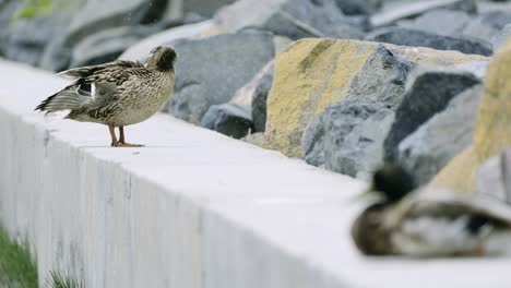 Two-ducks-relaxing-on-a-concrete-shore-near-the-main-ferryport