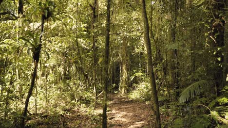 Bosque-Tropical-Amazónico-De-Color-Verde-Profundo-En-Brasil,-Punto-De-Vista-De-Los-Excursionistas-Caminando-Por-Dentro