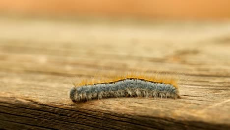 Extreme-macro-close-up-and-extreme-slow-motion-of-a-Western-Tent-Caterpillar-moth-walking-on-a-wood-railing