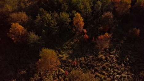 Die-Kamera-Fliegt-Langsam-über-Einen-Herbstlichen-Wald-Und-Zeigt-Majestätische-Windräder-über-Den-Baumwipfeln-–-Gefilmt-In-4K