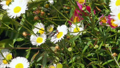 Footage-of-the-Common-Green-Bottle-Fly-on-a-white-daisy-gathering-pollen
