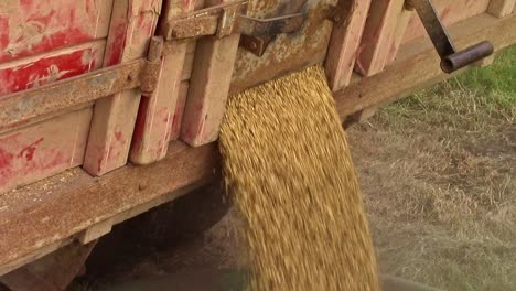 Slomo-closeup-of-barley-coming-out-of-the-endgate-of-a-truckbox-to-be-augered-into-a-bin