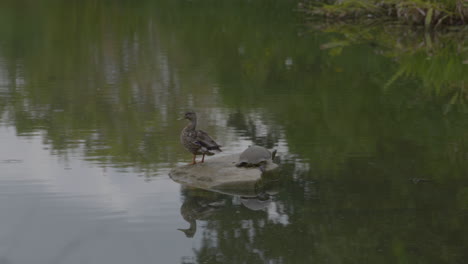 Duck-and-turtles-on-rock-in-pond
